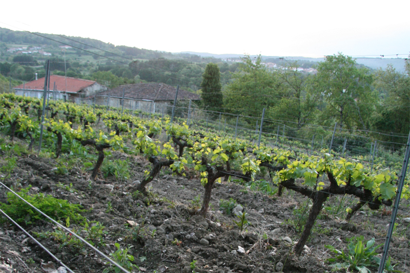 Old Vine Godello
