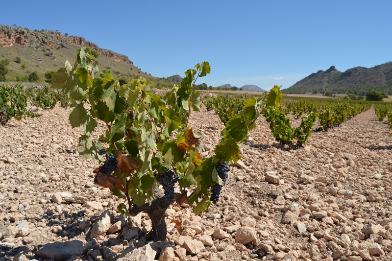 Low-yeilding, organically farmed Monastrell vines