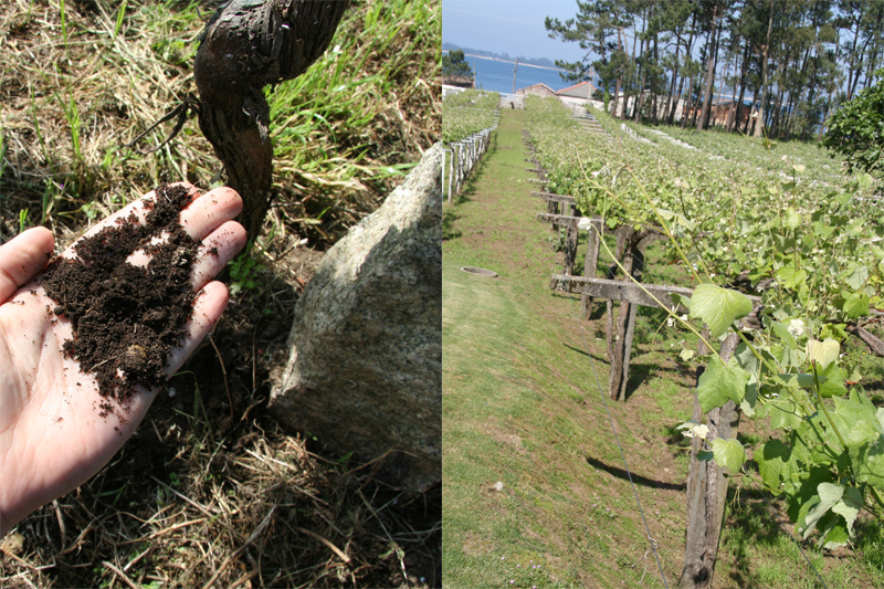 Sandy loam soils; granite pergolas overlooking the ocean