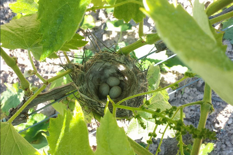 Bird's nest in the oragnically farmed vines