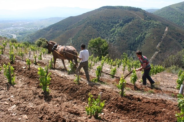 Plowing hilltop vineyards by horse