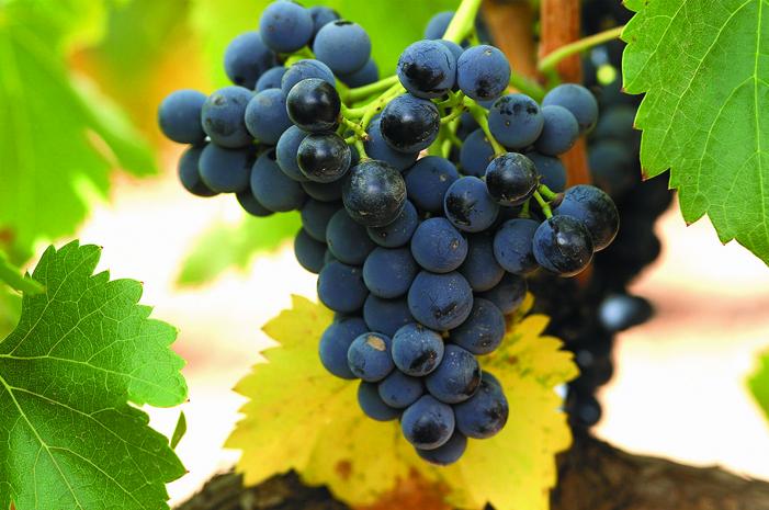 Garnacha